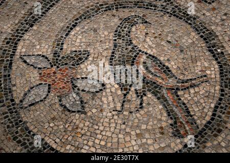 A flowering plant bearing a single blossom with grey leaves and a reddish centre curls to encircle a bird with a long tail and red-striped plumage on the mosaic pavement of the Byzantine Basilica di San Vitale at Ravenna, Emilia-Romagna, Italy.  The church was consecrated in AD 547, but although some of the floor mosaics are original Byzantine work, especially at the periphery, others are more recent or are reconstructions. Stock Photo