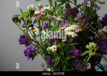 herbal flowers, violet and white, botanical, natural medecine Stock Photo