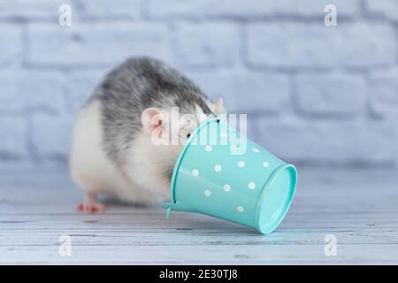 Decorative gray cute rat put its head in a bucket. Against the background of a white brick wall Stock Photo