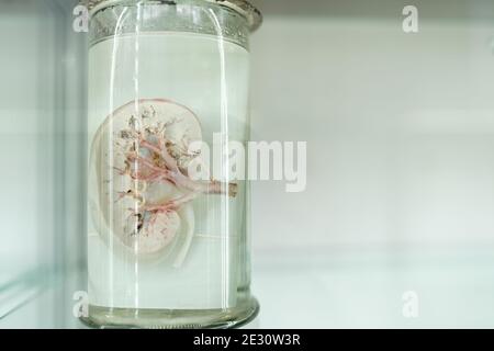 human organ in anatomical museum. blue background with copy space Stock Photo