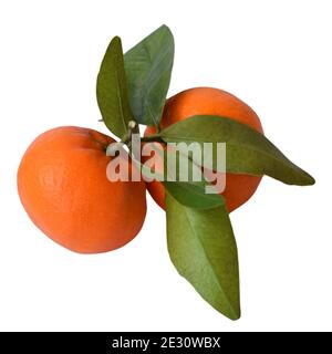 Tangerines on isolated background Stock Photo