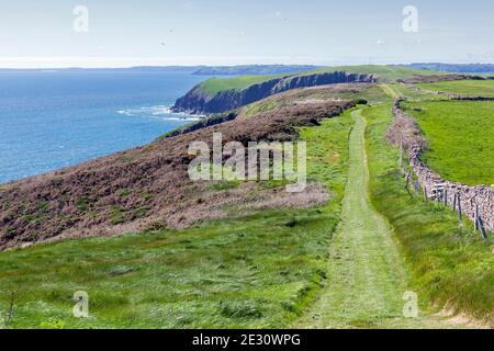 Caldey Island coastal path on the coastline cliffs of the coast of Tenby Pembrokeshire South Wales, stock photo image Stock Photo