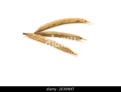 Three Egyptian Spinach Seed pods isolated on white background. Mulukhiyah, molokheyya, molokhia, mulukhiyyah Greek, Corchorus olitorius or jute, nalta Stock Photo