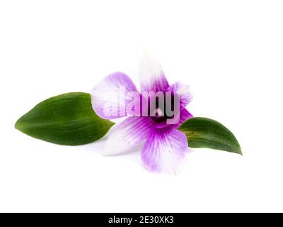purple orchid flower isolated on white background Stock Photo