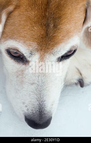 closeup of snout old and pensive beagle dog on the snow Stock Photo