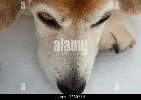 closeup of snout old and pensive beagle dog on the snow Stock Photo