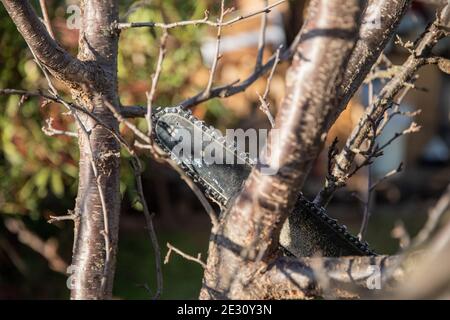 Close-up of a chainsaw chain cutting a branch Stock Photo