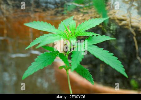Hemp plant - leaves. Growth phases, from germination to seedling, cannabis. Stock Photo