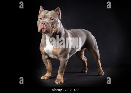 Female dog of american bully breed of lilac tri color standing at the black background Stock Photo