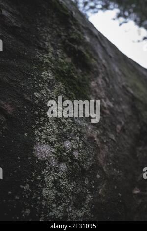 Lichen growing on a sandstone rock in Fontainebleau, France. Stock Photo