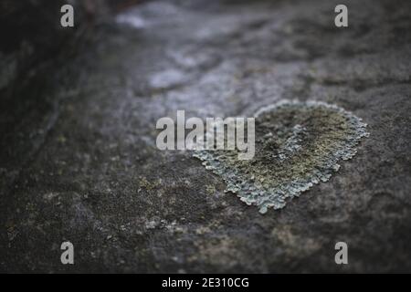 Lichen growing on a sandstone rock in Fontainebleau, France. Stock Photo