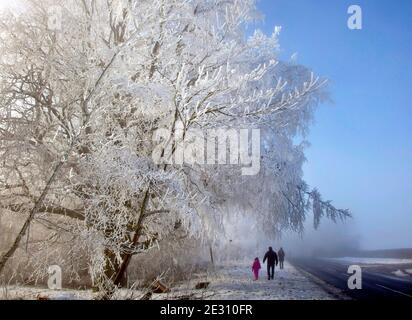Winter wonderland. A piece of Narnia arrived on the North Downs near Tatsfield in Surrey , UK  . A combination of overnight freezing fog  and residual Stock Photo