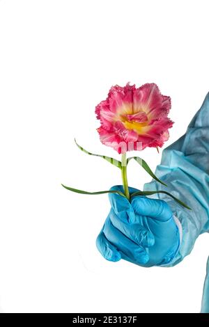 Delicate pink terry tulip with fringed edges in a hand in a protective suit and rubber glove. Protection, tenderness and security during the quarantin Stock Photo