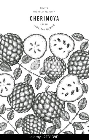 Hand drawn sketch style cherimoya banner. Organic fresh fruit vector illustration. Engraved style botanical design template. Stock Vector