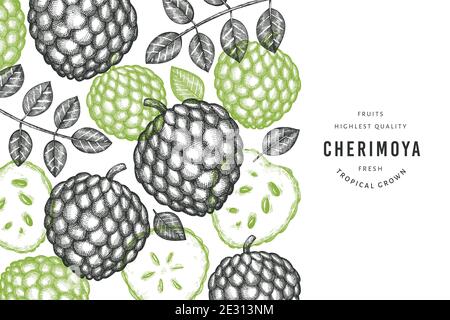 Hand drawn sketch style cherimoya banner. Organic fresh fruit vector illustration. Engraved style botanical design template. Stock Vector