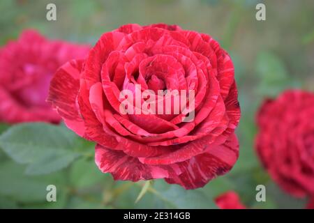 Red Marabel Spray Roses Red marble rose-spray with a marble coloring of dark red strokes (angle ...