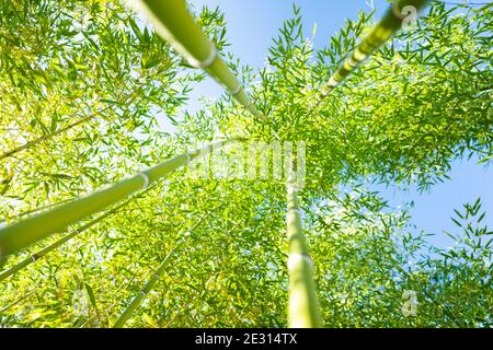 (Selective focus) Stunning view of a defocused bamboo forest during a sunny day. Arashiyama Bamboo Grove, Kyoto, Japan. Natural, green background. Stock Photo