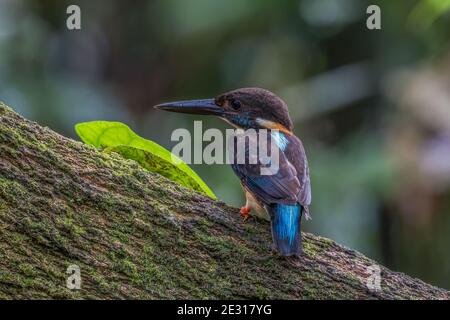 blue-banded kingfisher Alcedo euryzona Male perch on a tree root in rainforest Stock Photo