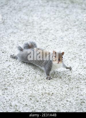 Grey Squirrel (Sciurus carolinensis) running climbing on the side of a house wall - Scotland, UK (part of series - see additional info) Stock Photo