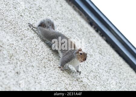 Grey Squirrel (Sciurus carolinensis) running climbing on the side of a house wall - Scotland, UK.(part of series - see additional info) Stock Photo