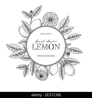 Hand drawn vintage lemon round frame. Vector illustration in sketch style isolated on white. Print, package, card design. Stock Vector