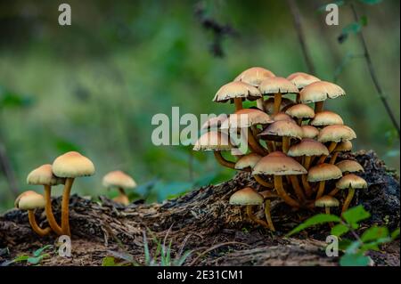 Group of small yellow brown Galerina Marginata mushrooms toadstools isolated on a tree trunk Stock Photo