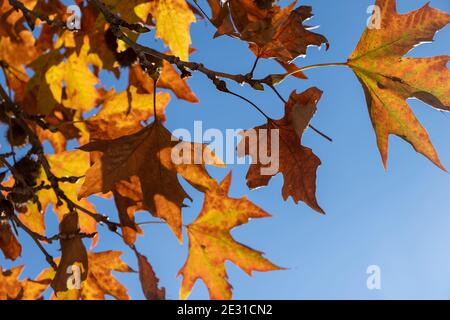 Plane tree dry brown yellow leaves an autumn day. Sunlight on platanus rich foliage, blue sky background, Under view of branches, deciduous plant, pla Stock Photo