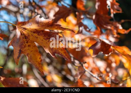 Plane tree dry brown yellow leaf  background an autumn day. Sunlight on platanus leaf, blur foliage and blue sky, Deciduous plant, platanaceae family. Stock Photo