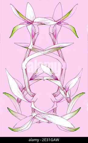 Line art drawing of Spiderwort (Tradescantia) for labels, backgrounds, and posters with a pastel, spring color palette.. Stock Vector