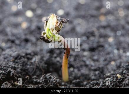 Hemp plant - leaves. Growth phases, from germination to seedling, cannabis. Stock Photo