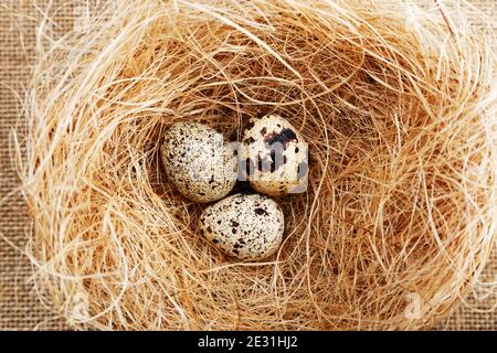 Closeup nest with three small spotted quail eggs. Top view. Stock Photo