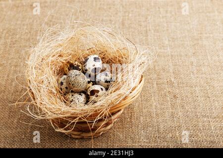 Closeup nest with small spotted quail eggs on burlap. Angle view. Stock Photo
