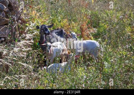 Family of goats in between grass and vegetation, Camelle, La Coruña province (La Coruna), Galicia, Spain Stock Photo