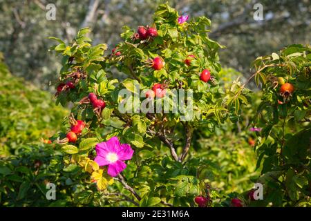 Dog rose, Borkum, East Frisian Island, East frisia, Lower Saxony, Germany, Europe Stock Photo