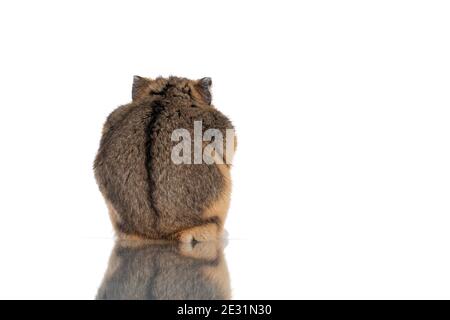 Cute little hamster, sitting backwards. Showing dorsal stripe. Isolated on white background. Stock Photo