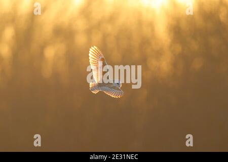 A Barn Owl (Tyto alba) in flight in Suffolk, UK Stock Photo