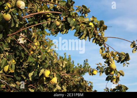 mediterranean quince tree in summer under blue sky Stock Photo