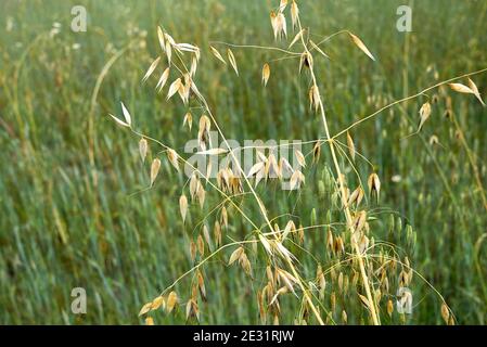 Avena sterilis spikes in summer Stock Photo