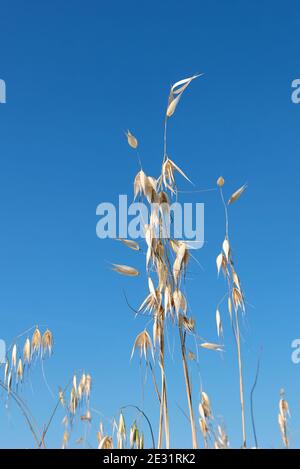 Avena sterilis spikes in summer Stock Photo