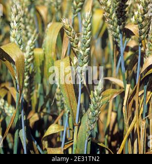 Wheat leaf rust or brown rust (Puccinia triticina) infection on the flagleaves and crop of a winter wheat in ear Stock Photo