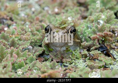 A frog (Rana temporaria) with its head above the pond water surface covered in a floating fairy fer (Azolla filiculoides)
