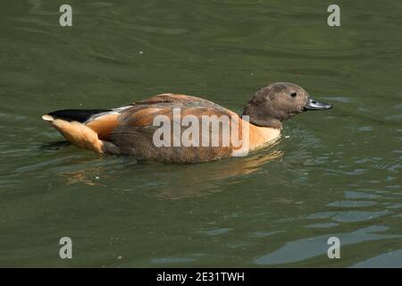 South African or Cape shelduck (Tadorna cana) male duck swimming at Arundel Wetland Centre, West Sussex, July Stock Photo