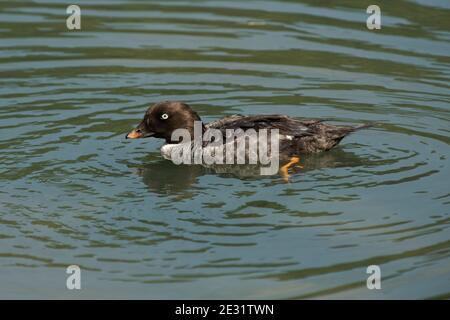 Barrow's goldeneye (Bucephala islandica) female duck with brown head and golden eye swimming on a lake at Arundel Wetland Centre, West Sussex, July Stock Photo