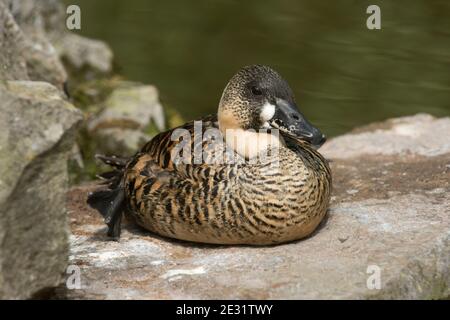 White-back duck (Thalassornis leuconotus) resting on a rock close to a lake at the Arundel Wetland Trust, West Sussex, July Stock Photo
