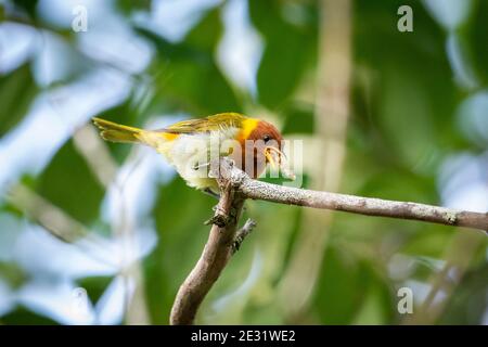 Beautiful colorful tropical bird eating caterpillar in the rainforest, Serrinha do Alambari Ecological Reserve, Rio de Janeiro, Brazil Stock Photo