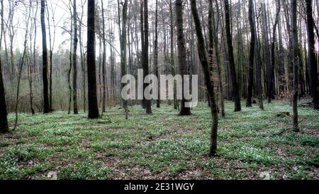 spring pine forest with a green carpet of anemone flowers Stock Photo