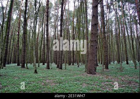 spring pine forest with slender straight tree trunks and green carpet Stock Photo