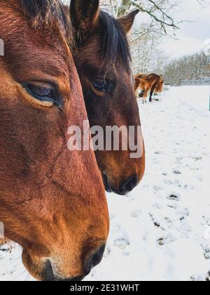 head and eye of brown horses in the snow Stock Photo