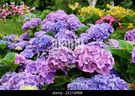 Pink and Violet hydrangea macrophylla 'hamburg' in flower in the summer months Stock Photo