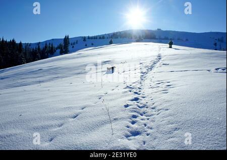 the dog walks on a snowy slope of a mountain meadow with clear snow Stock Photo